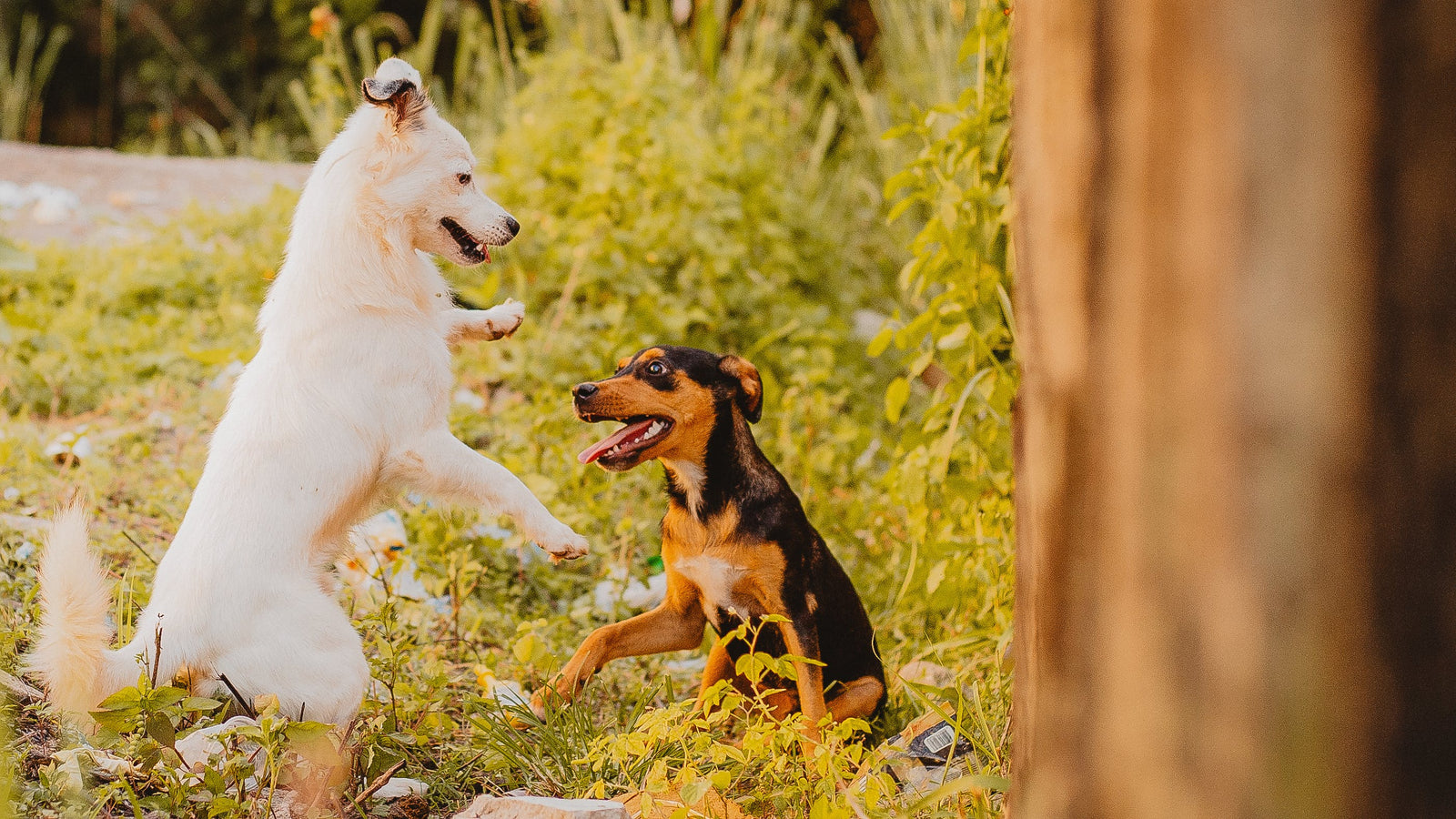 Finding Your Perfect Match: A guide to choosing the right dog breed for you