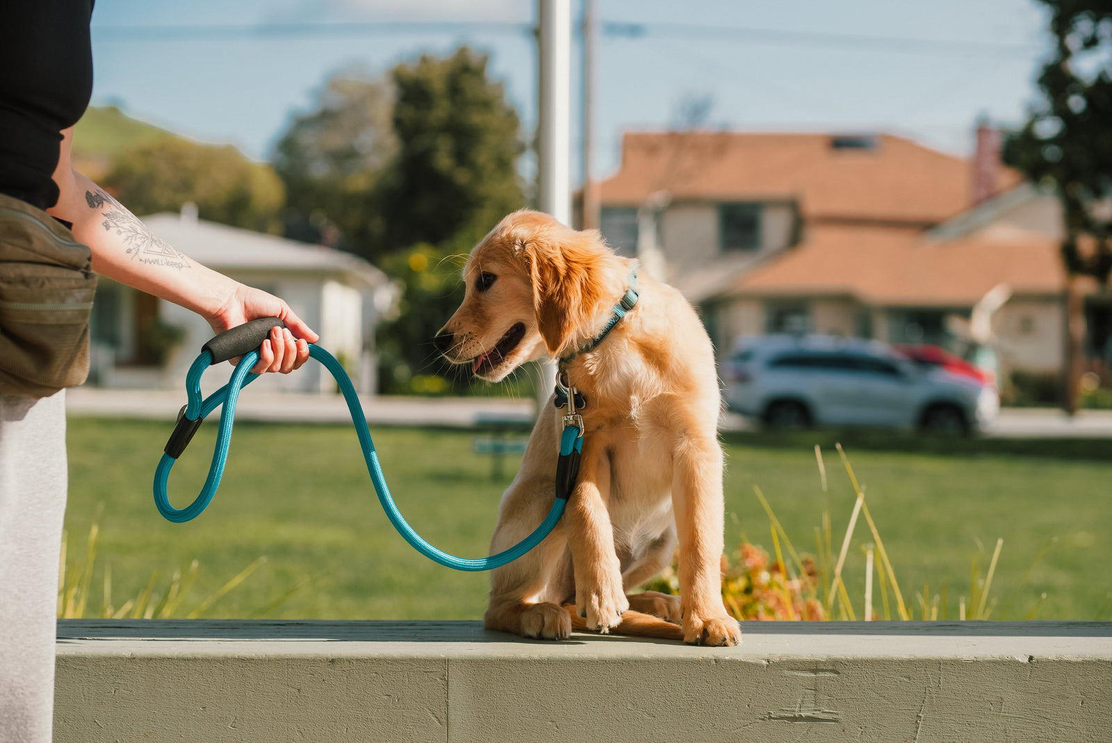 Training Tips: Using Collars and Harnesses Effectively for Behaviour Correction