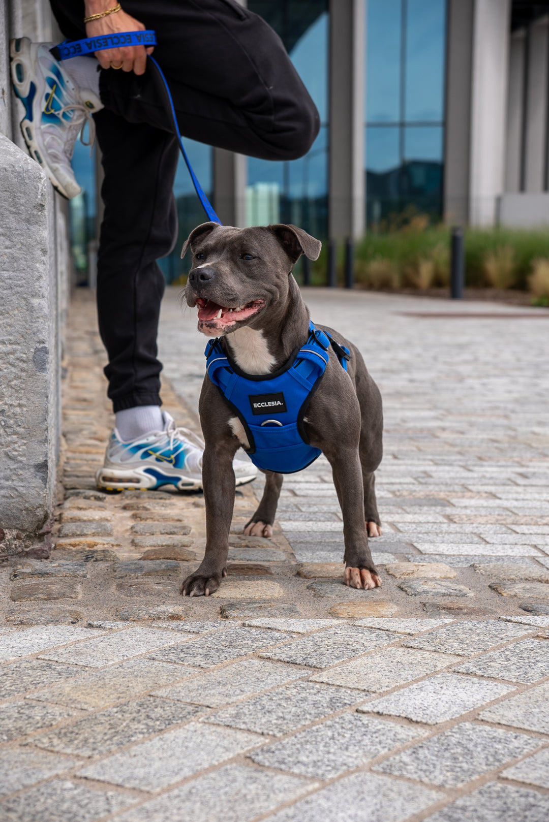 Premium Harness Blue