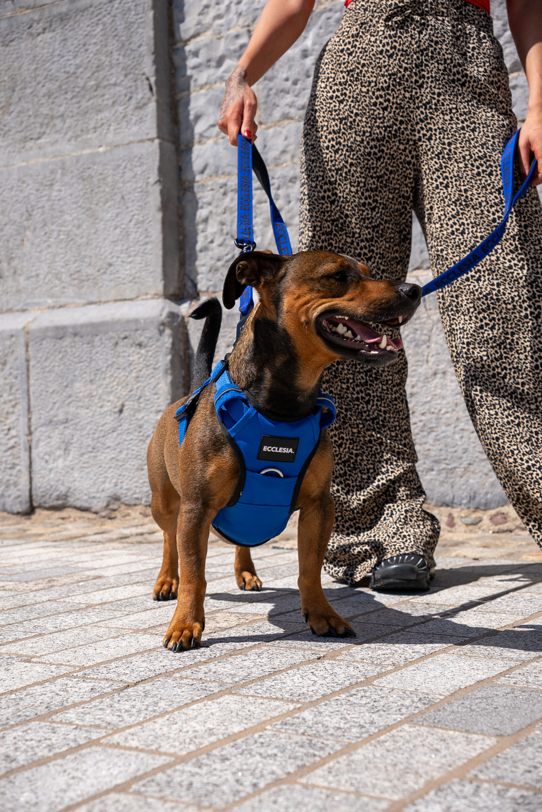 Premium Harness Blue