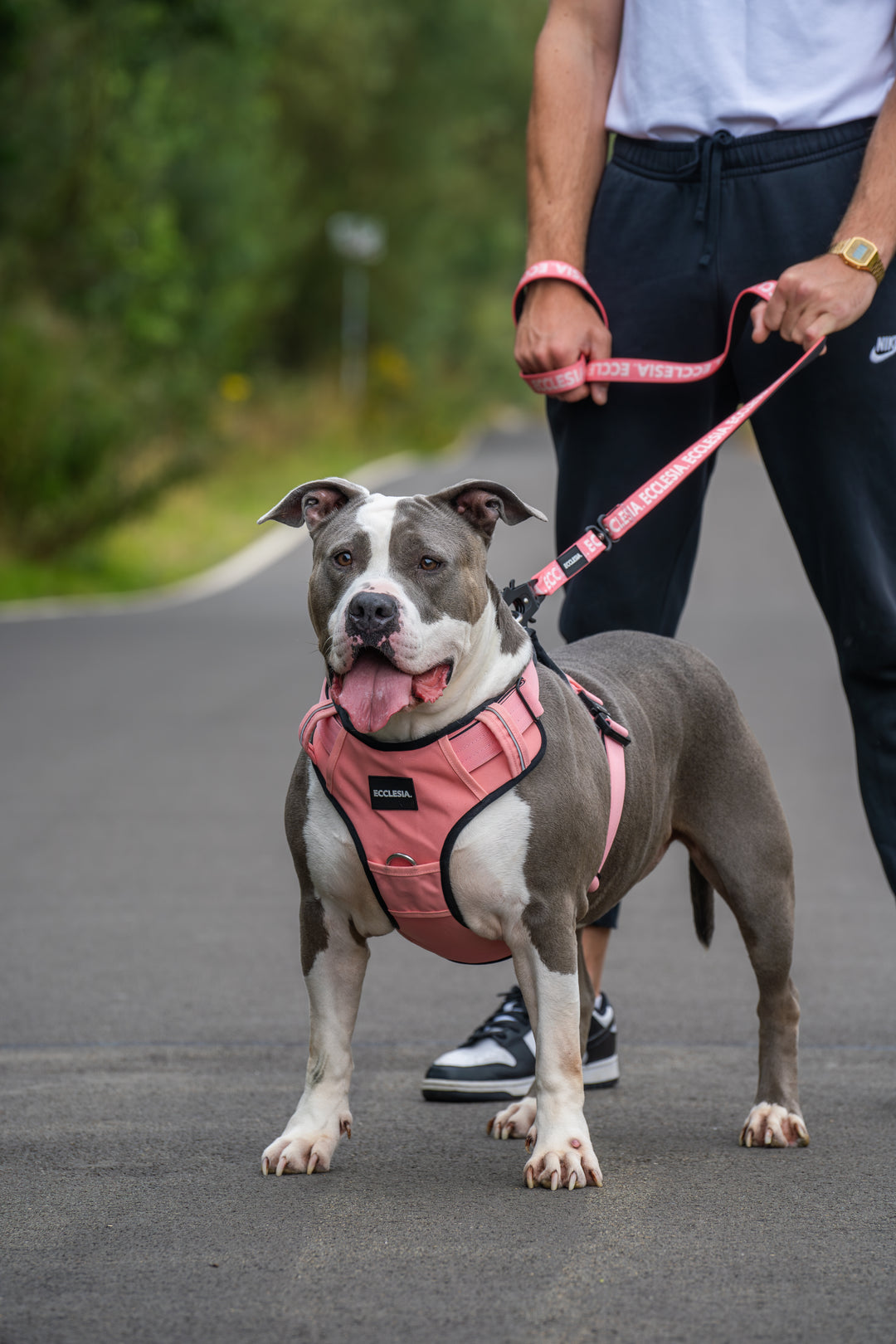 Premium Harness Pink