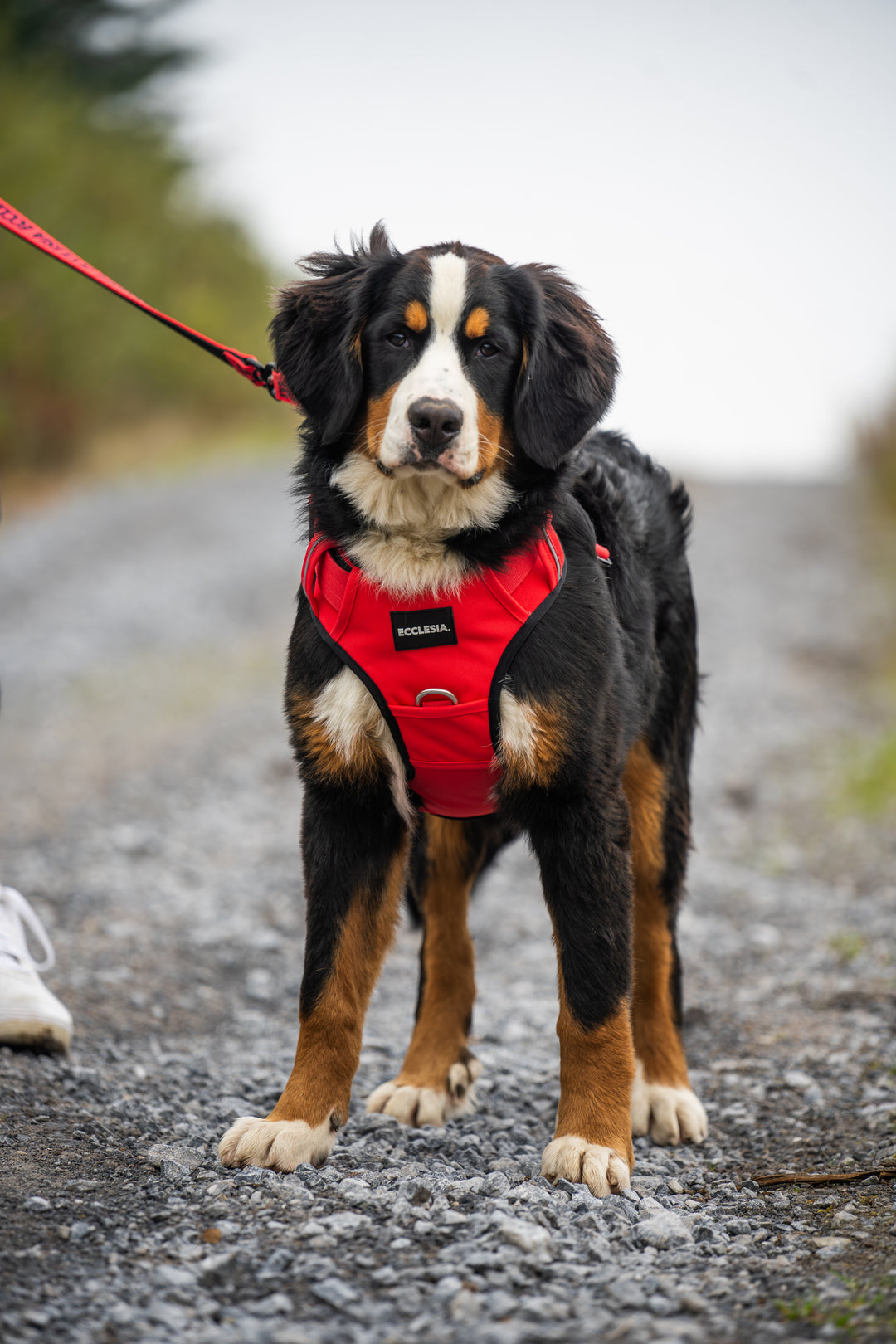 Premium Harness Red