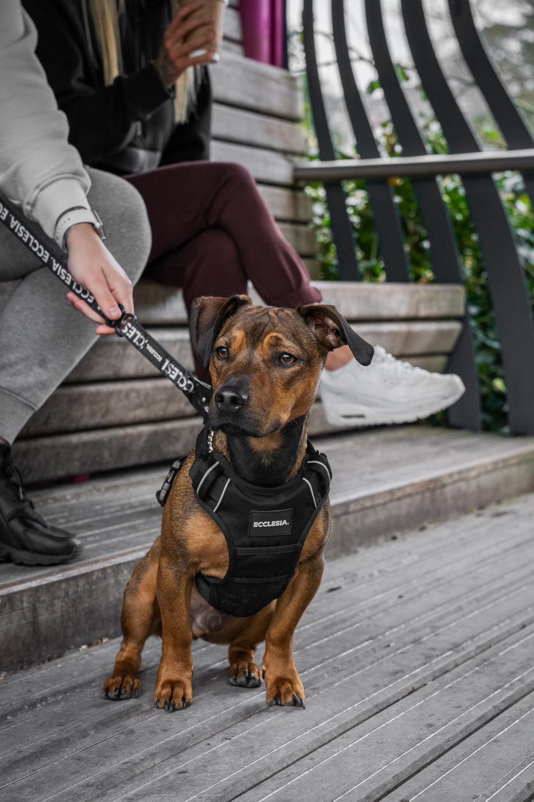 Premium Harnesses Black