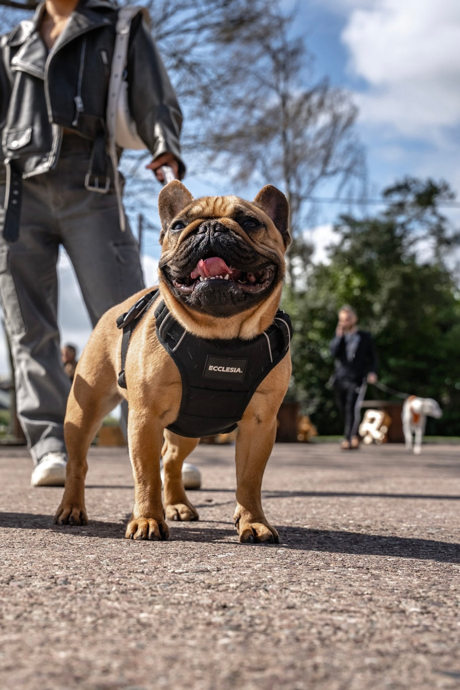 Premium Harnesses - Black